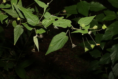 Abutilon oxycarpum