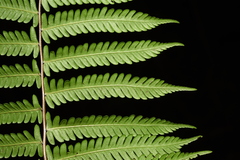 Pseudocyclosorus canus