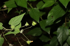 Abutilon oxycarpum