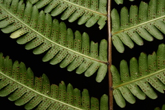 Pseudocyclosorus canus