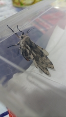 Hypercompe abdominalis