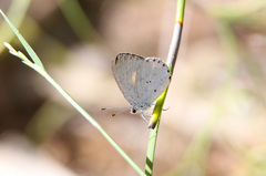 Candalides xanthospilos