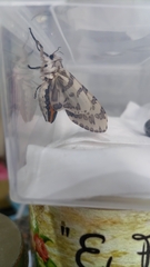 Hypercompe abdominalis