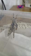 Hypercompe abdominalis