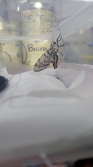 Hypercompe abdominalis