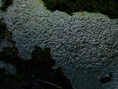Pertusaria pertusa