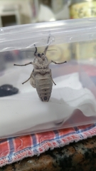 Hypercompe abdominalis