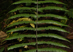 Pseudocyclosorus canus