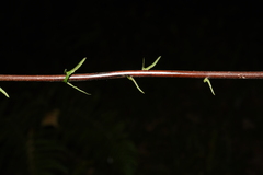 Pseudocyclosorus canus