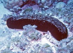 Actinopyga palauensis