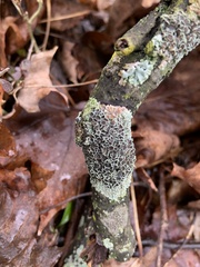 Physcia millegrana