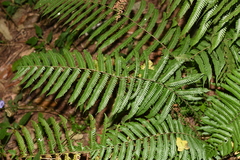 Pseudocyclosorus canus