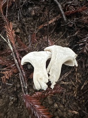 Russula fragrantissima