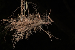 Pseudocyclosorus canus