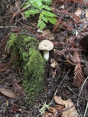 Russula fragrantissima