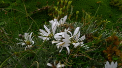 Celmisia sessiliflora