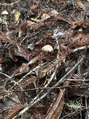 Russula fragrantissima