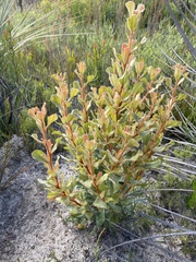 Banksia ornata