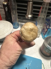 Russula fragrantissima