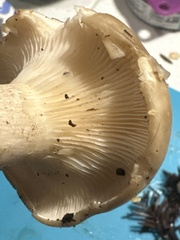 Russula fragrantissima