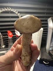 Russula fragrantissima