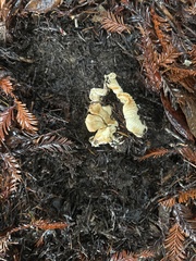 Cantharellus subalbidus