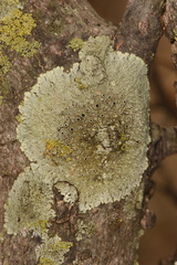 Hyperphyscia syncolla