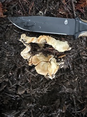 Cantharellus subalbidus