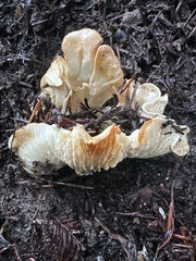 Cantharellus subalbidus