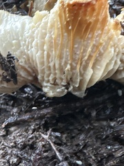 Cantharellus subalbidus