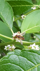 Parhelophilus