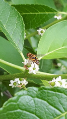 Parhelophilus