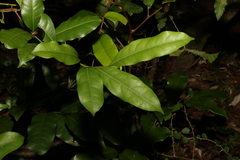 Cryptocarya