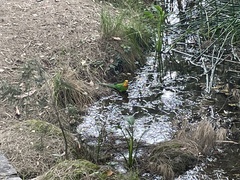 Polytelis swainsonii