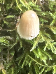 Mycena epipterygia