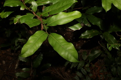 Cryptocarya