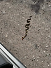 Pituophis deppei