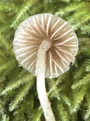 Mycena epipterygia