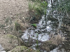 Polytelis swainsonii