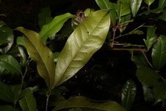 Cryptocarya