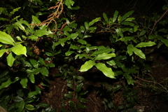 Cryptocarya