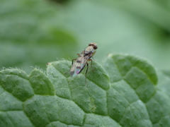 Opomyzidae