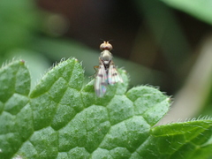 Opomyzidae