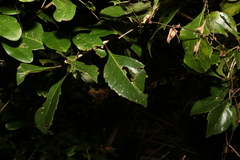 Auranticarpa rhombifolia