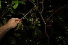 Auranticarpa rhombifolia