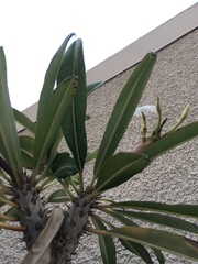Pachypodium lamerei