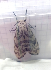 Hypercompe abdominalis