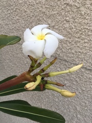 Pachypodium lamerei