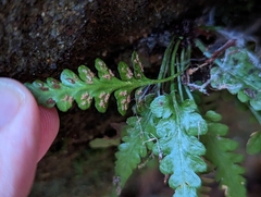 Asplenium pinnatifidum