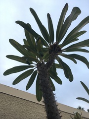 Pachypodium lamerei